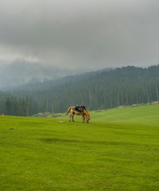 Meadows